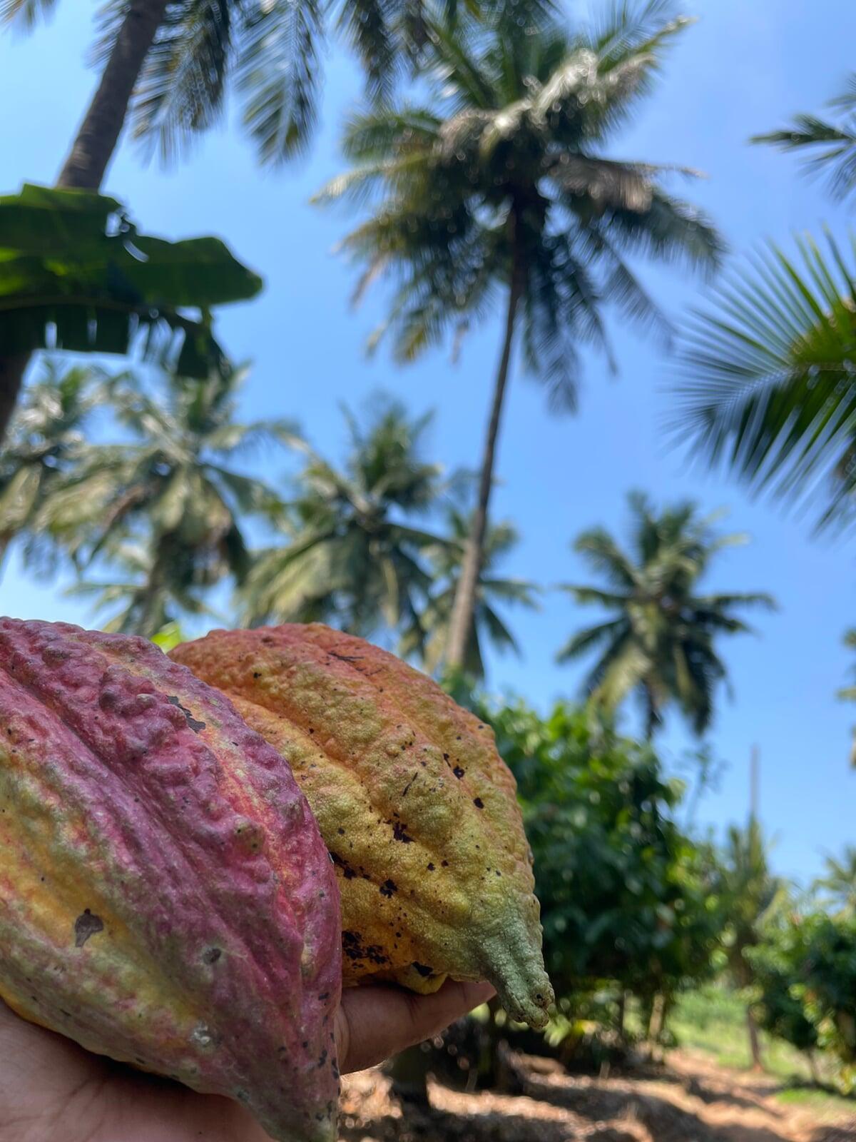 Cacao Harvest